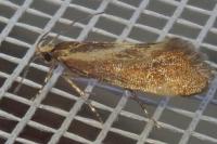 Metalampra