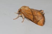 Apoda limacodes