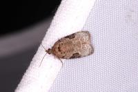 Apotomis semifasciana