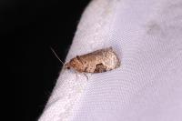 Apotomis semifasciana