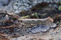 Plutella xylostella
