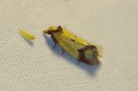 Agapeta zoegana