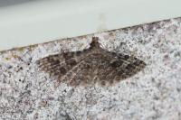 Alucita hexadactyla