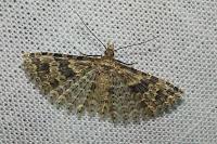 Alucita hexadactyla