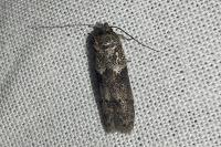 Blastobasis glandulella
