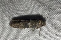 Blastobasis glandulella