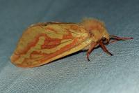 Hepialus humuli