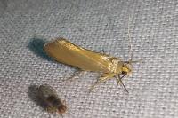 Crassa unitella
