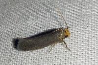 Cephimallota crassiflavella