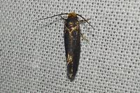 Cephimallota crassiflavella