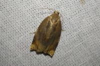 Archips crataegana