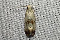 Neocochylis hybridella