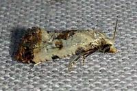 Neocochylis hybridella
