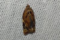 Ditula angustiorana
