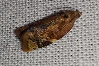 Ditula angustiorana