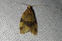 Epagoge grotiana