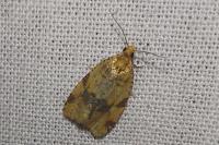 Epagoge grotiana