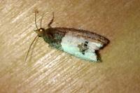 Notocelia roborana