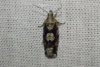 Zeiraphera isertana