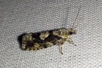 Zeiraphera isertana