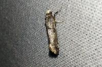 Paraswammerdamia nebulella