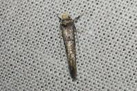 Paraswammerdamia nebulella