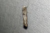 Paraswammerdamia nebulella