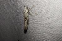Yponomeuta irrorella