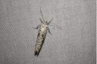Yponomeuta irrorella
