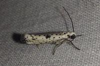 Yponomeuta plumbella