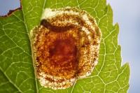 Leucoptera malifoliella