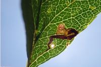 Stigmella