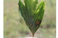 Stigmella