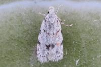 Symmoca signatella