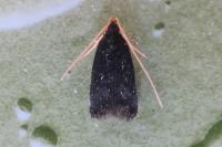 Homaloxestis briantiella