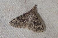 Alucita hexadactyla