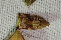 Archips xylosteana