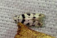 Pseudotelphusa scalella