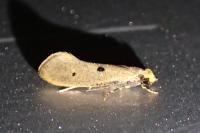 Tinea trinotella