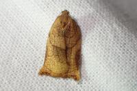 Archips podana