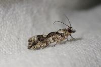 Zeiraphera isertana