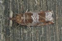 Ancylis achatana