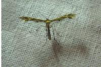 Oxyptilus