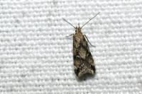 Brachmia blandella