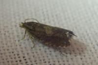 Dichrorampha