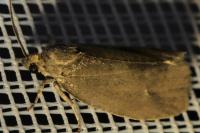 Pseudosciaphila branderiana