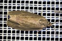 Pseudosciaphila branderiana