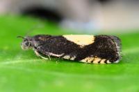Pammene trauniana
