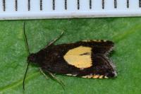 Pammene trauniana