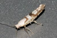 Argyresthia sorbiella